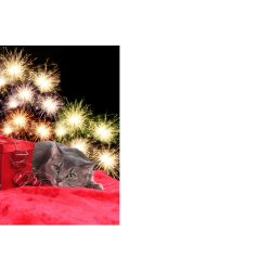 Verminder vuurwerkangst bij je kat