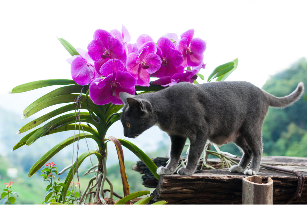 orchidee een veilige plant voor katten