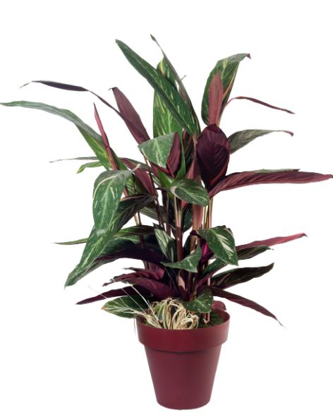 calathea plantenfamilie veilig voor katten