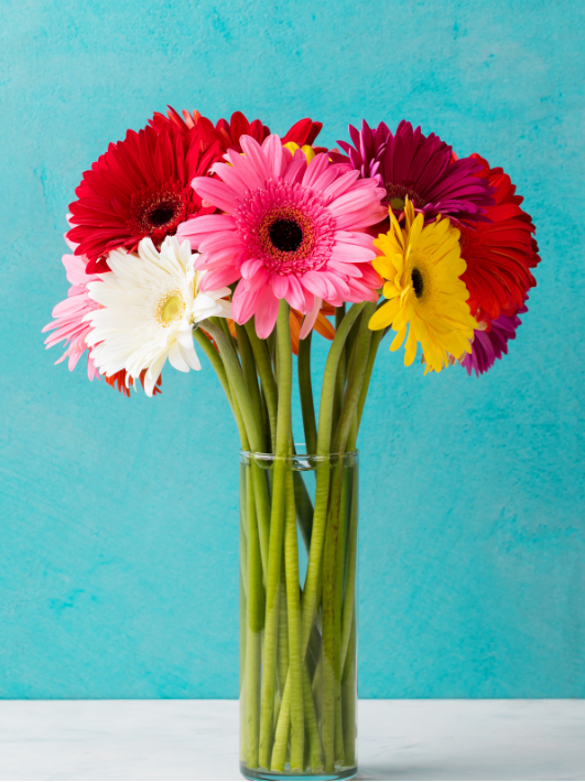 gerbera veilige bloemen voor katten