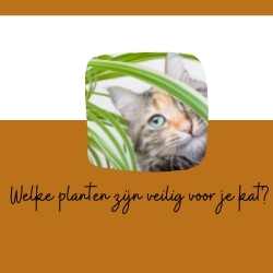 link naar blog over veilige planten voor je kat