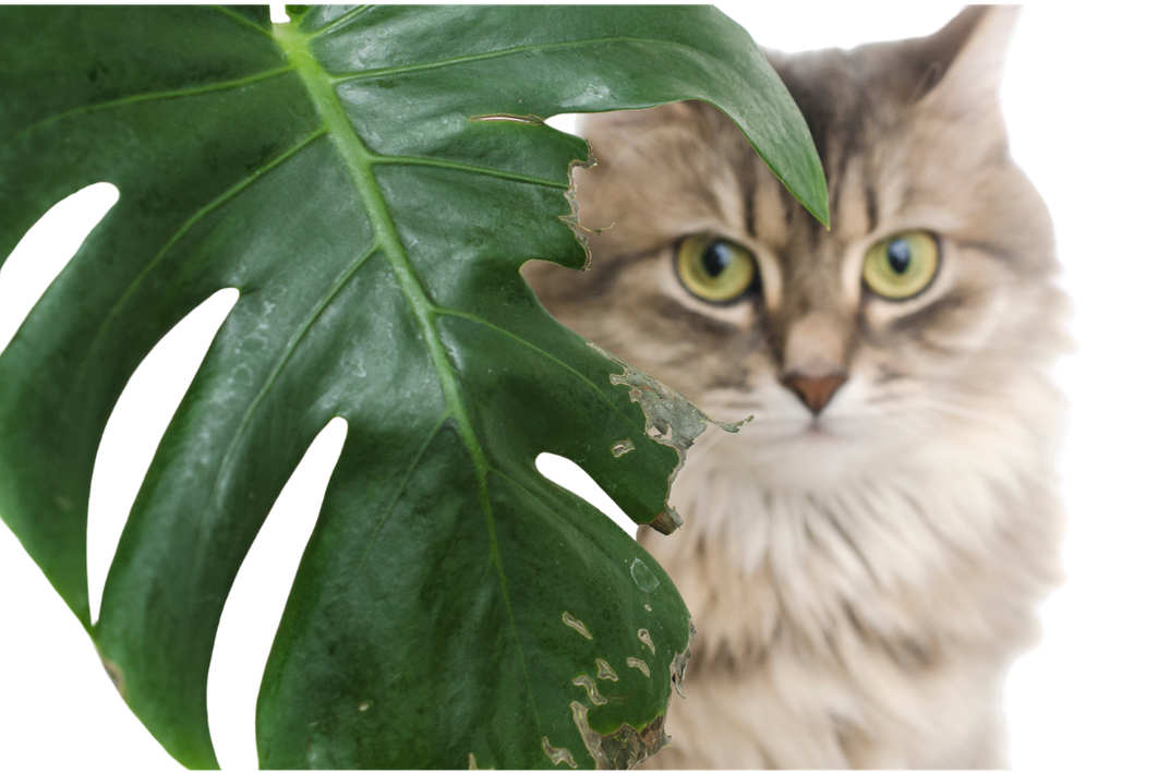 kat met giftige plant