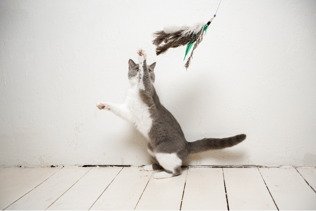 katten spelen graag met speeltjes aan een speelhengel