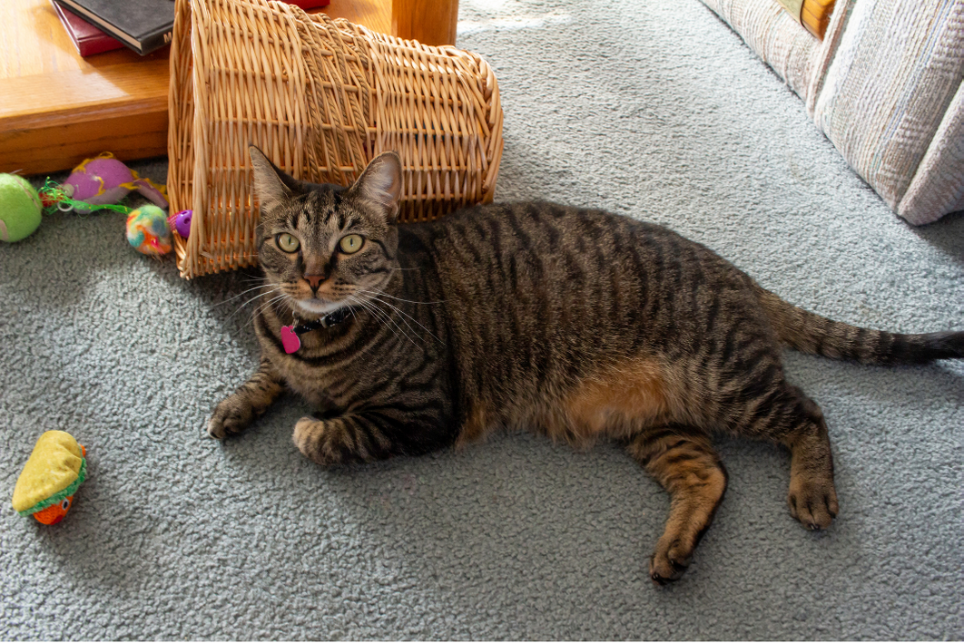Katten spelen graag, maar wel met de juiste speeltjes. Lees de blog voor speeltips voor katten